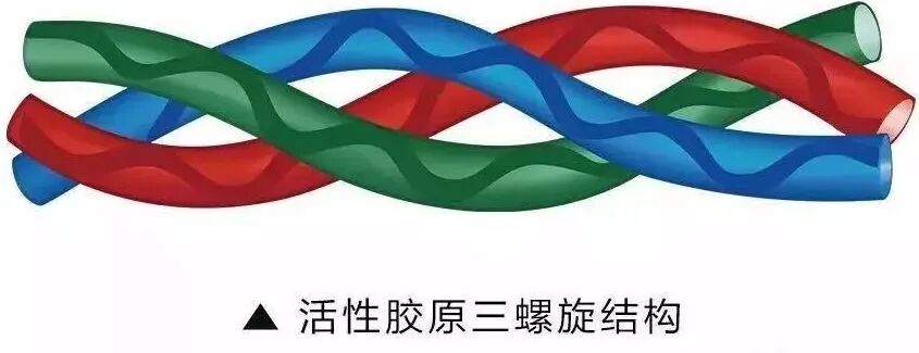 如何识别活性胶原蛋白！